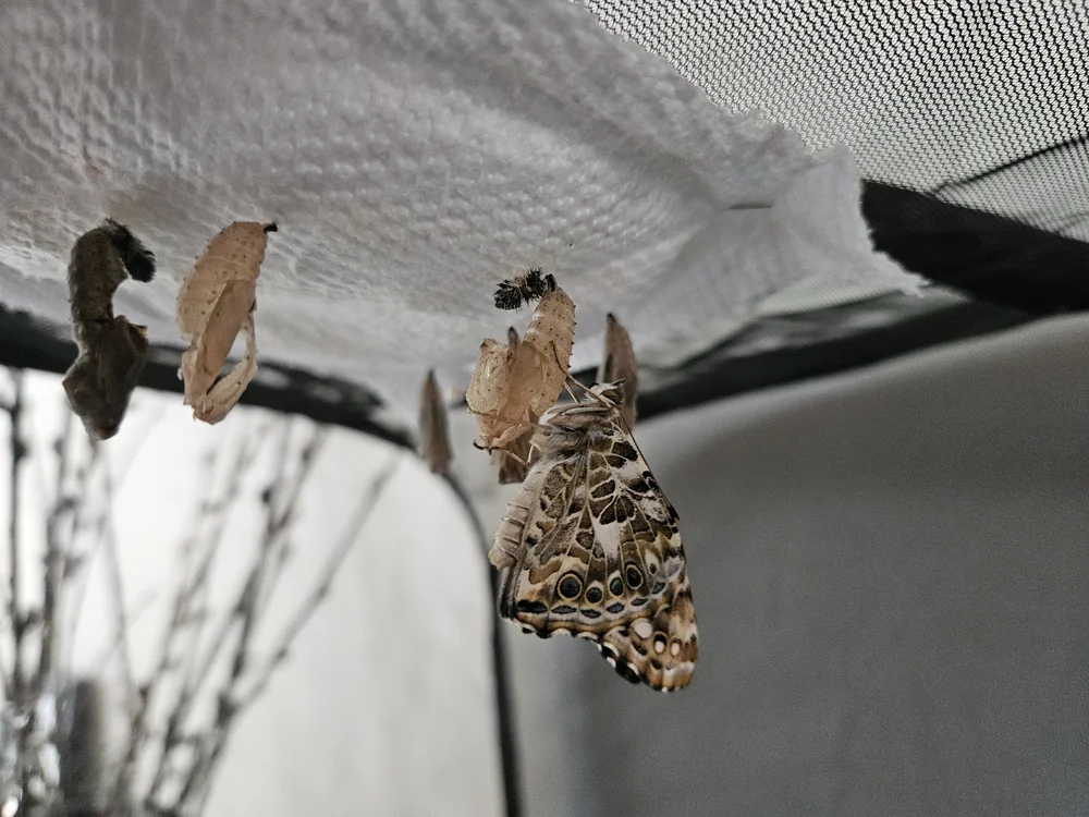 Metamorphosis