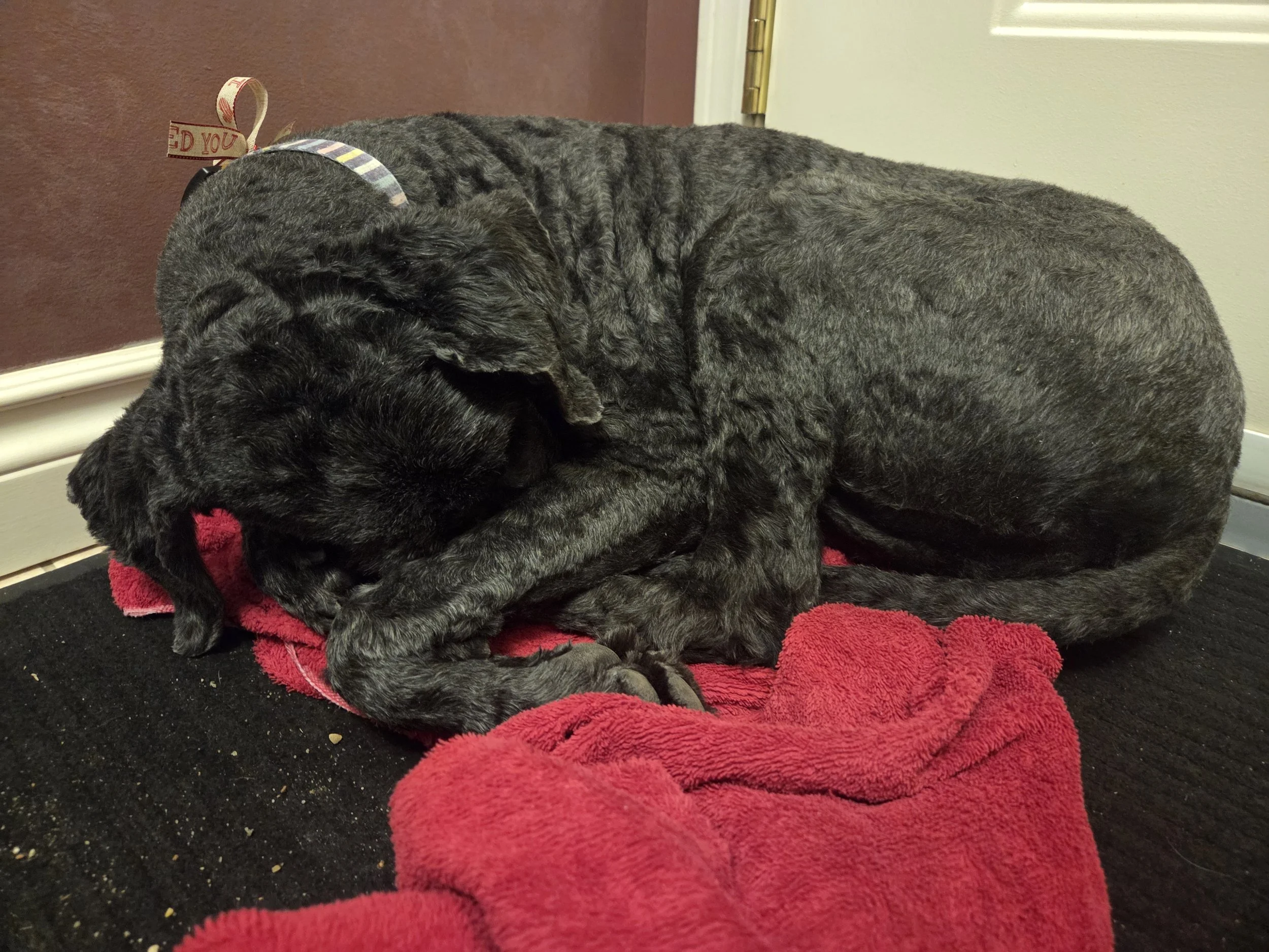 Miss Nibby hiding her head while cuddled with a towel