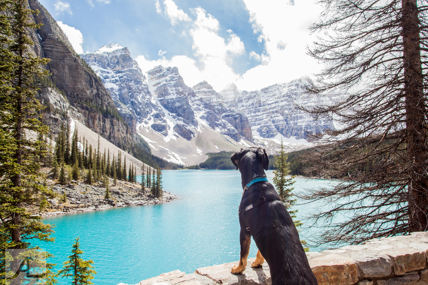 Moraine Lake National Puppy Day