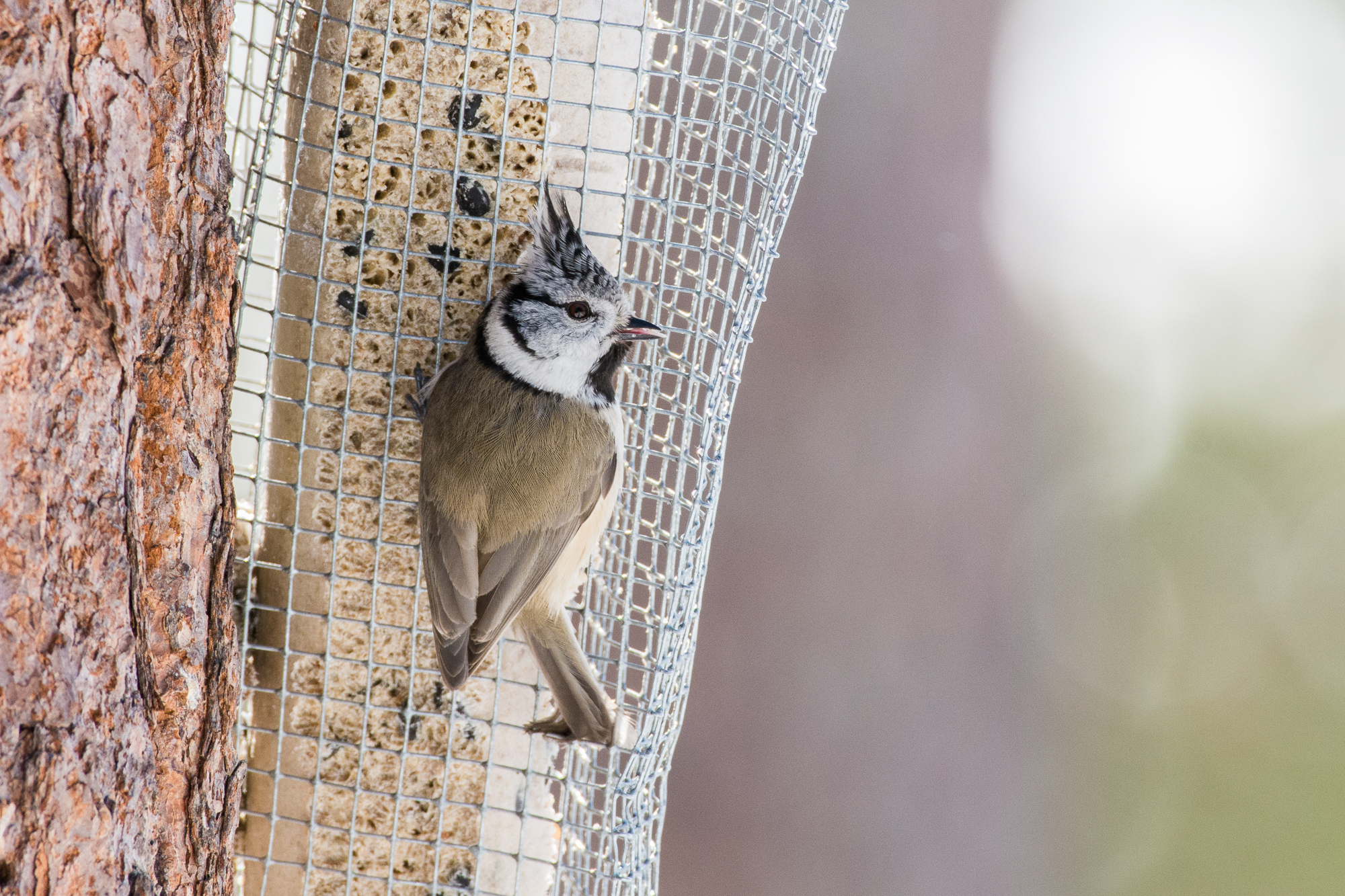 blog_DSC2930_09.jpg