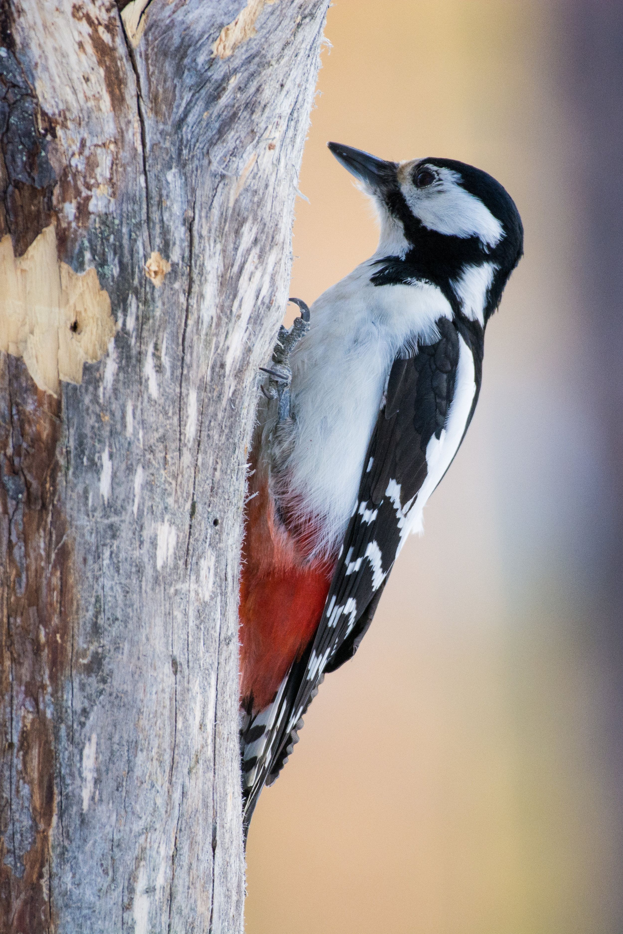 _DSC3794.jpg