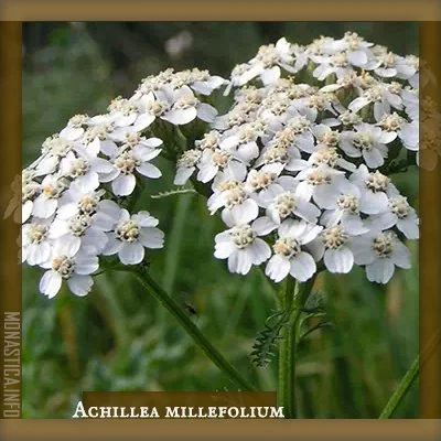 ACHILLEA (2).jpg