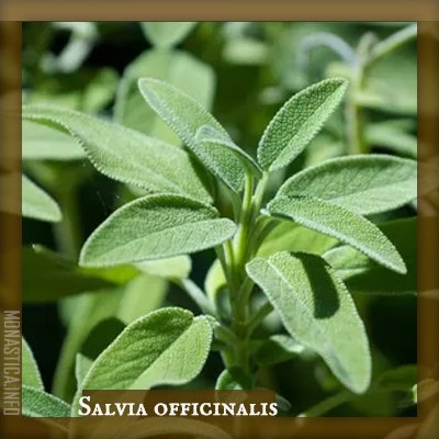 SALVIA.jpg