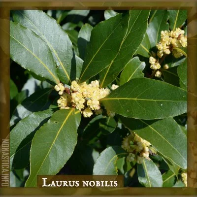 LAURUS.jpg