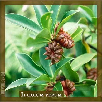ILLICIUM.jpg