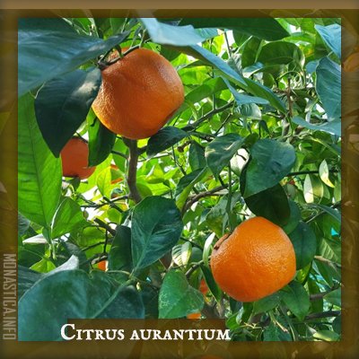 ARANCIO.jpg