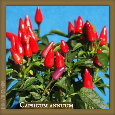 peperoncino.jpg