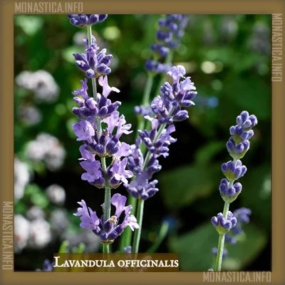 LAVANDA.jpg