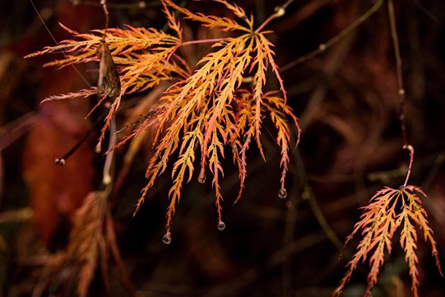Morning dew. 💧🍂