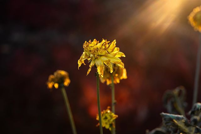 For the last week or so I have been admiring these yellow flowers in my neighbors yard.  Every afternoon they have been illuminated by the sun setting and the deep red of the Japanese Maple tree behind them.  I am glad I got over there to take a phot