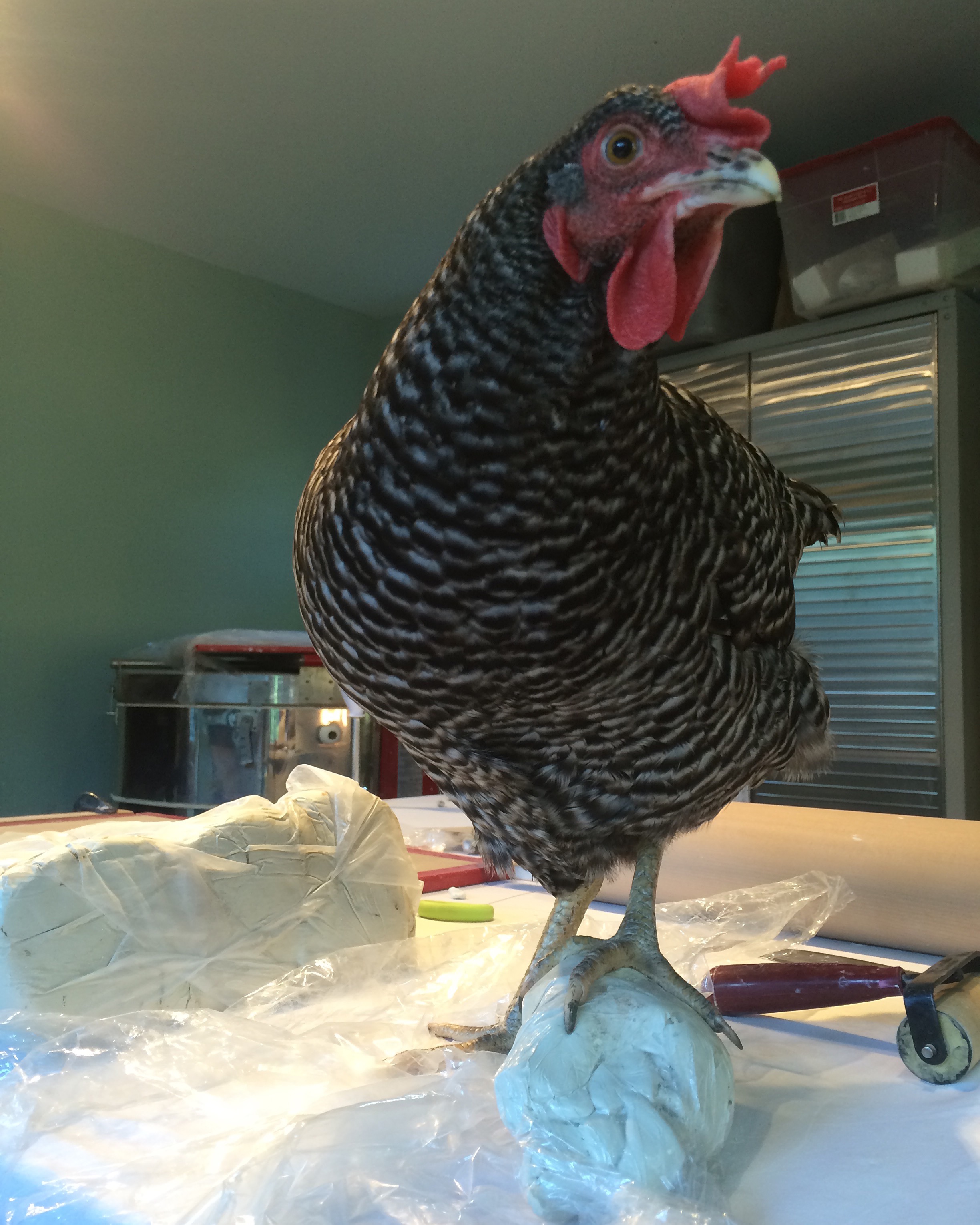 Chicken visiting the studio with porcelain