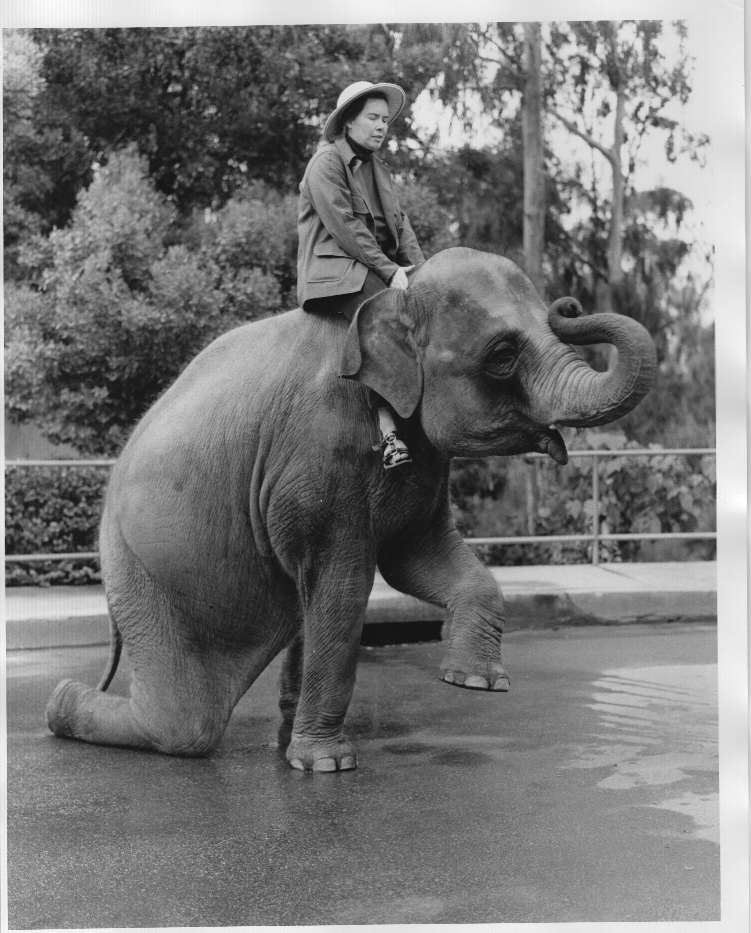 PO and elephant 2 - photo Becky Cohen.png