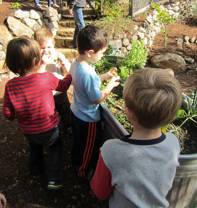 WE GROW OUR OWN GARDEN FULL OF FLOWERS, VEGETABLES AND HERBS. THE CHILDREN HELP TO TAKE CARE OF IT AND LEARN FROM THEIR EXPERIENCE.