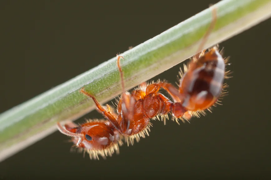 Allergy and Immunology of Dallas