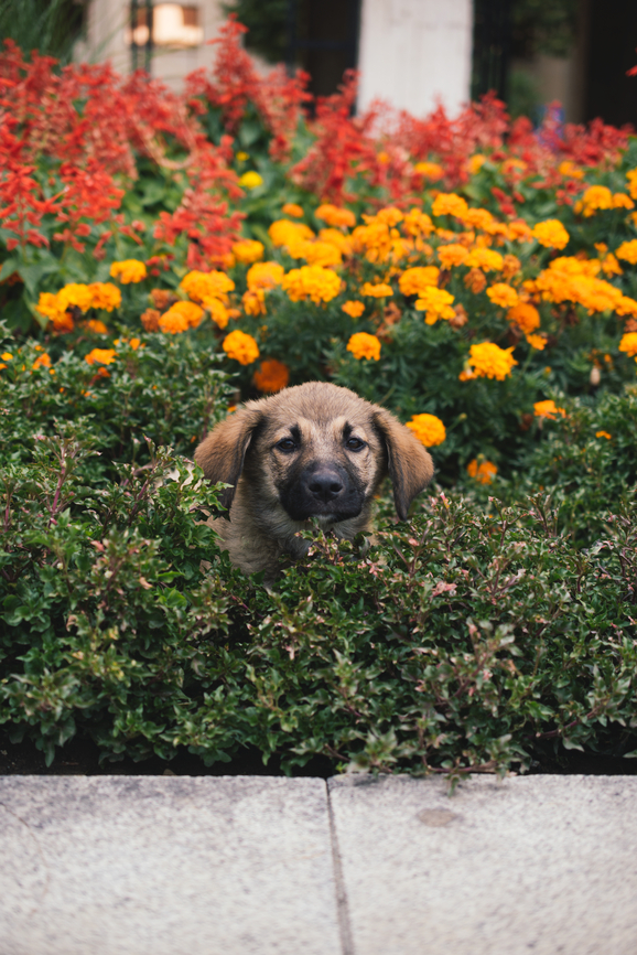 Allergy and Immunology of Dallas