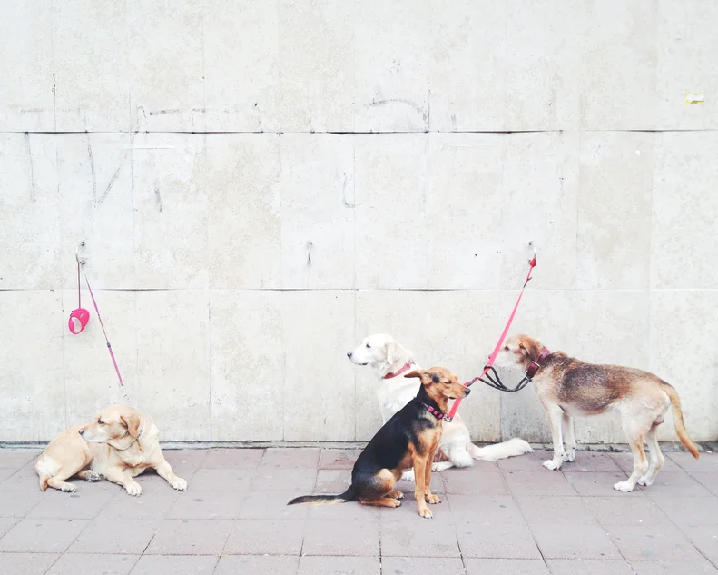 Allergy and Immunology of Dallas