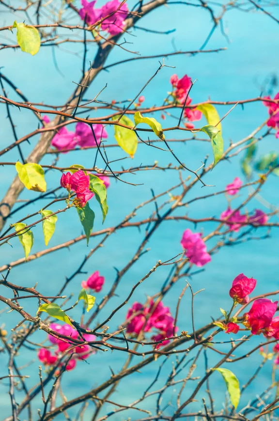 PRACTICE NEWS — Allergy and Immunology of Dallas