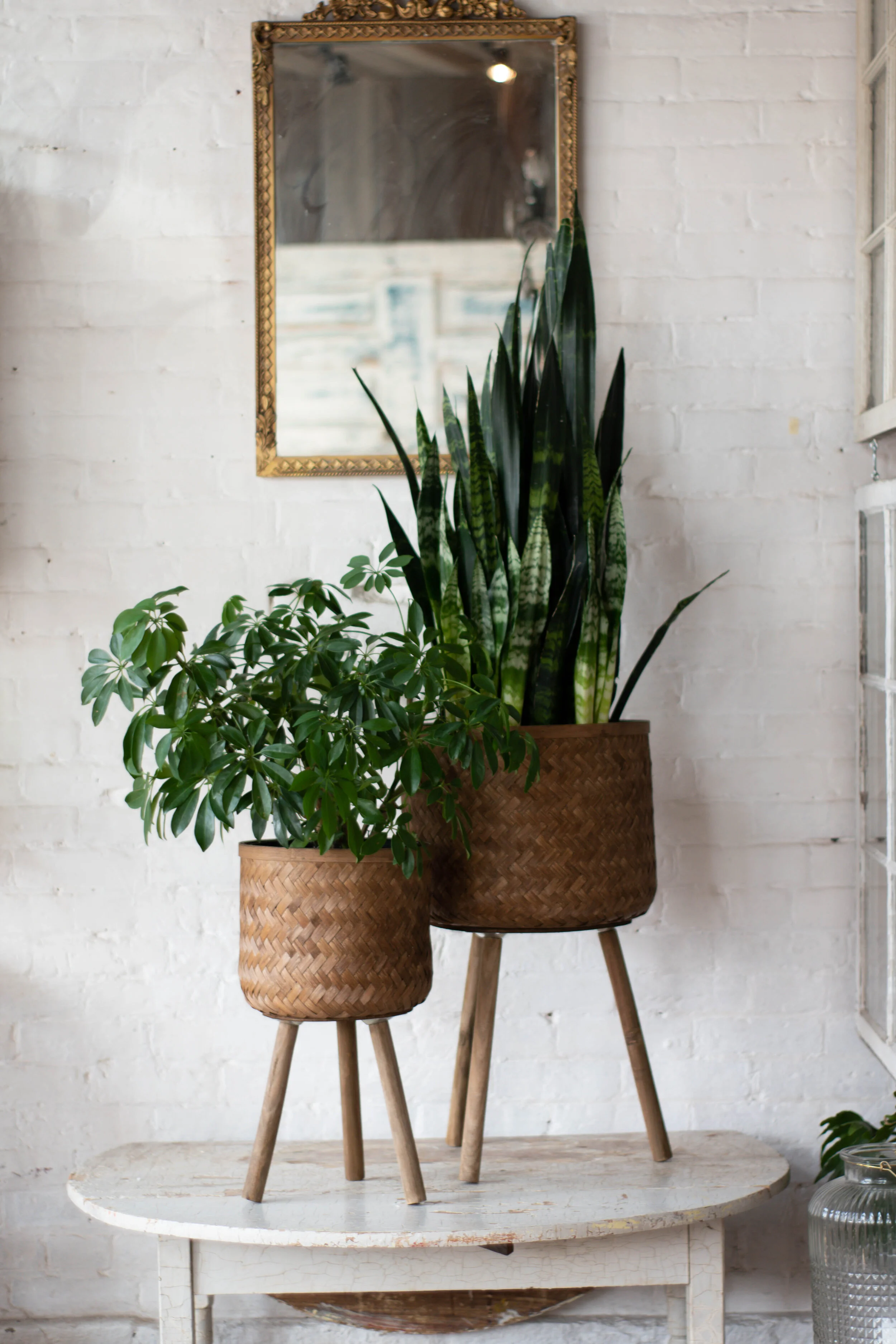 buy indoor snake plant Sansevieria 'Laurentii' Snake Plant