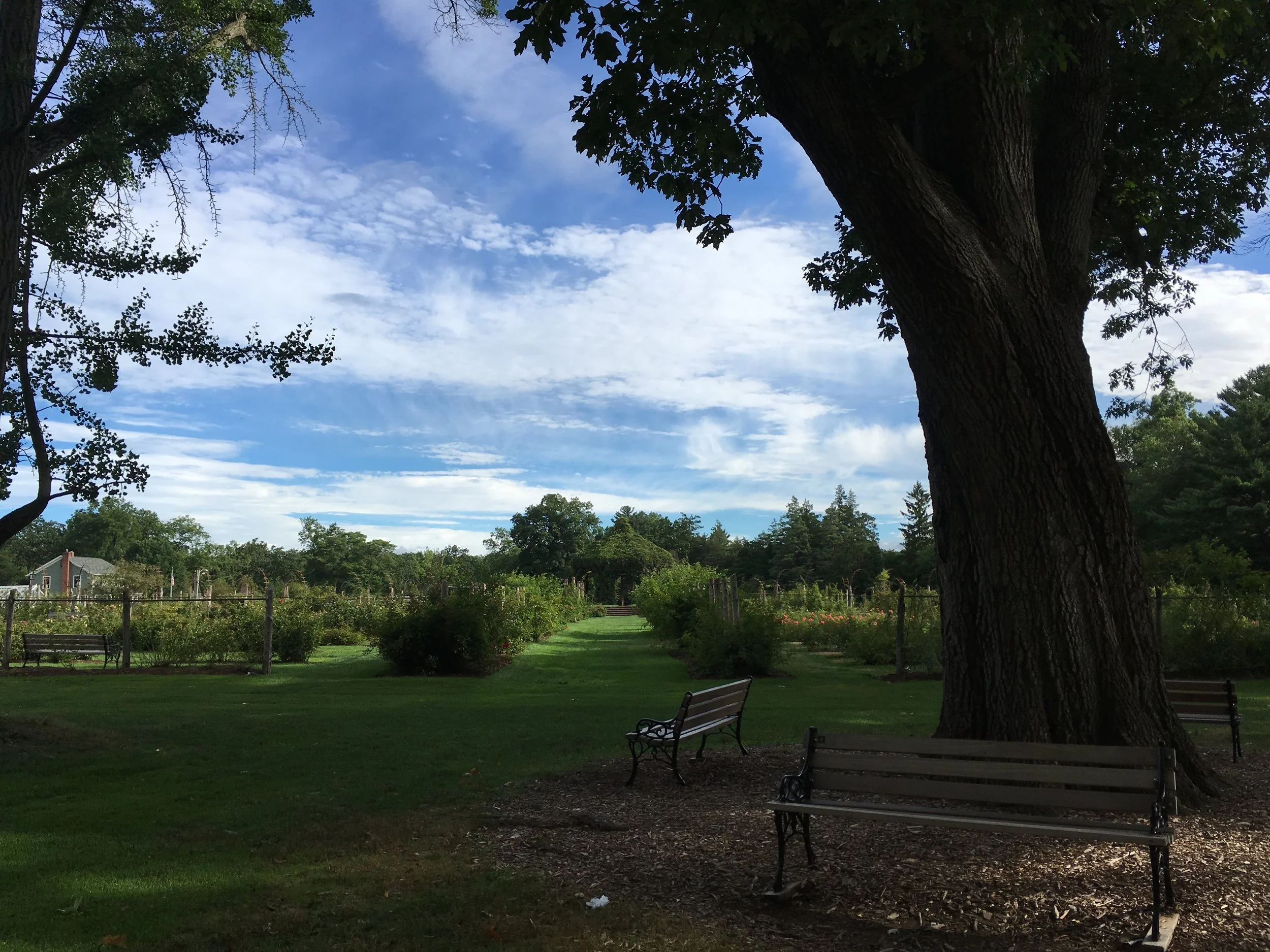 Qigong in Elizabeth Park