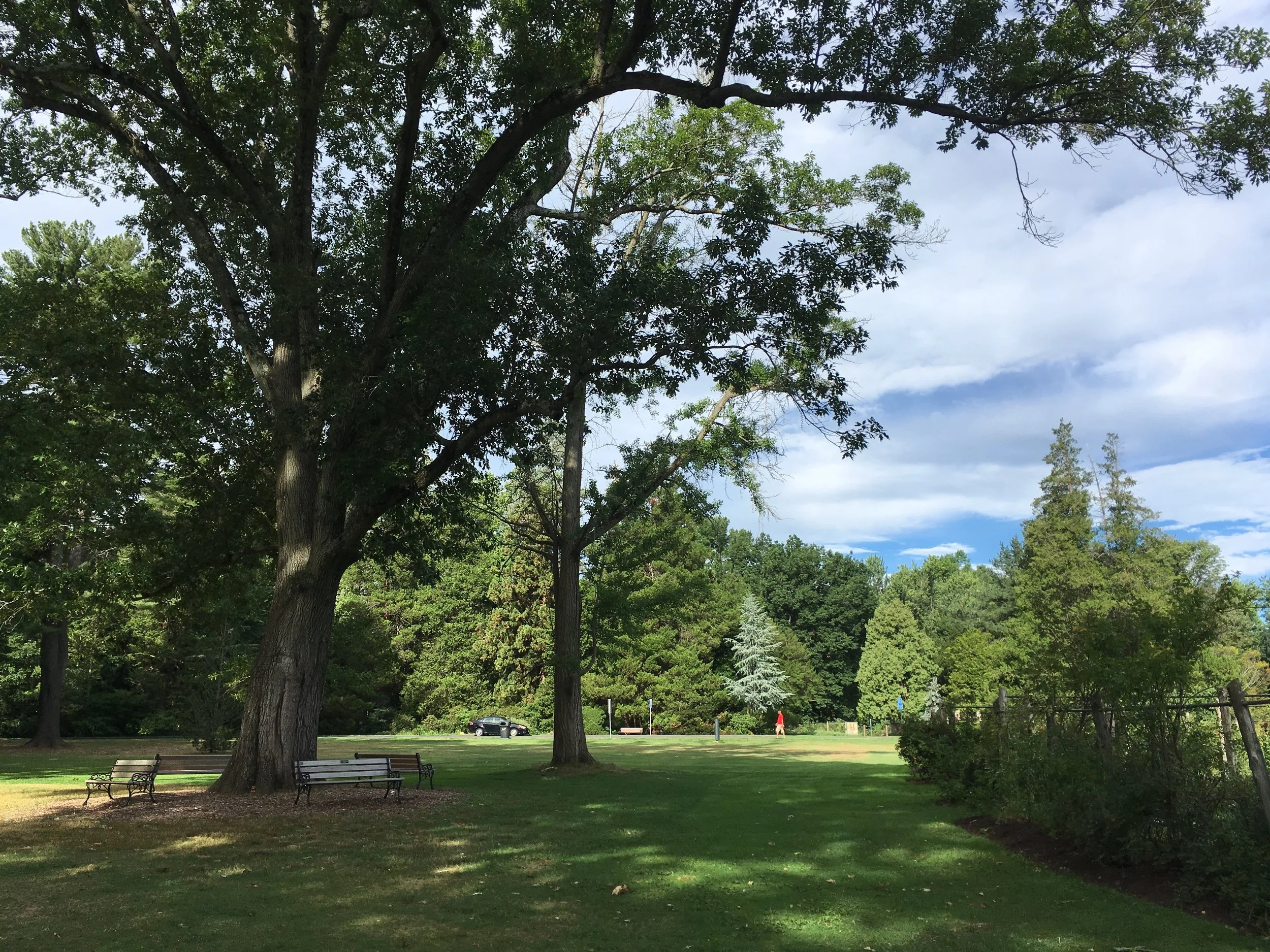 Qigong in Elizabeth Park