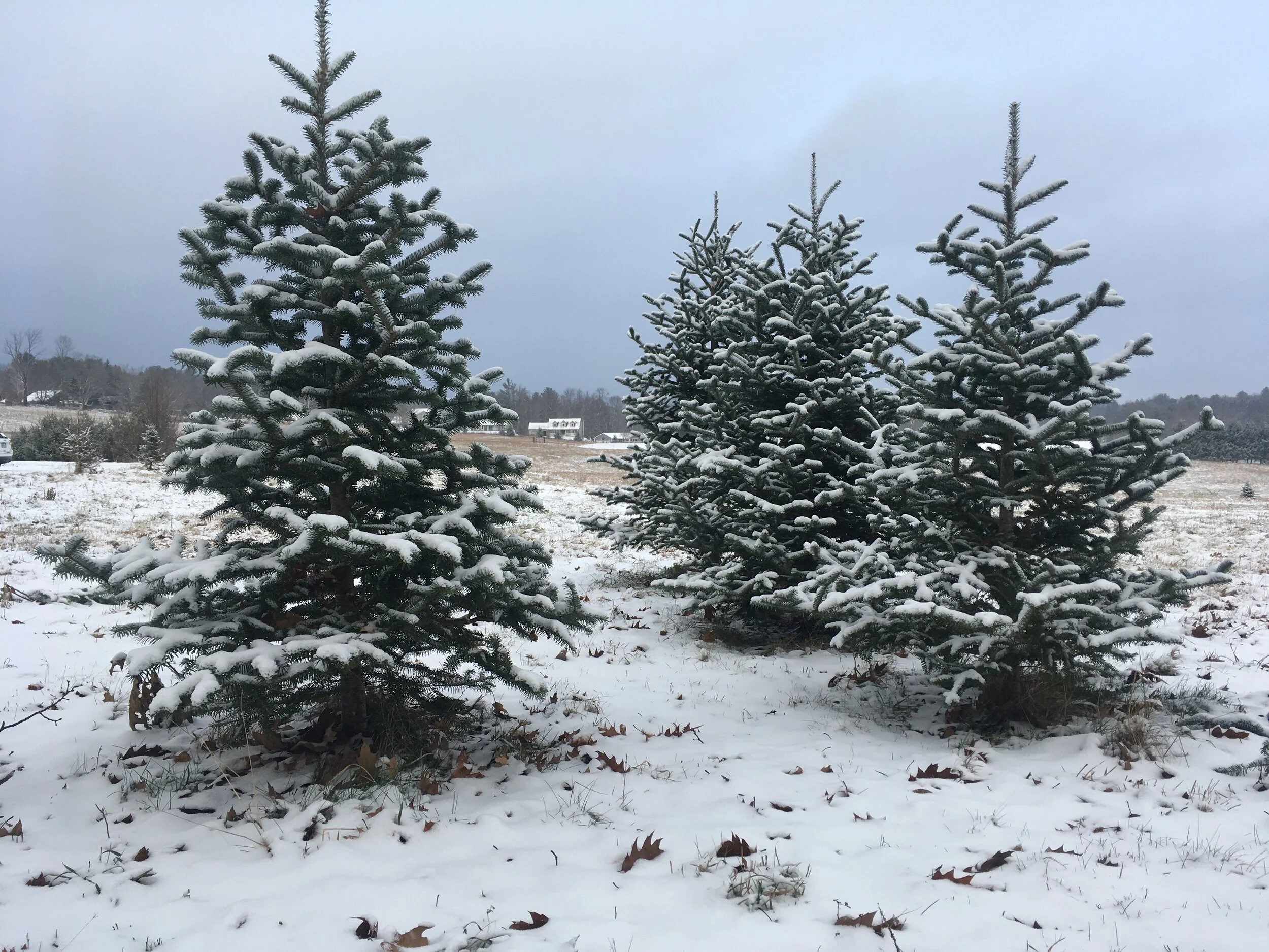 Loneliness, Grief and Connection