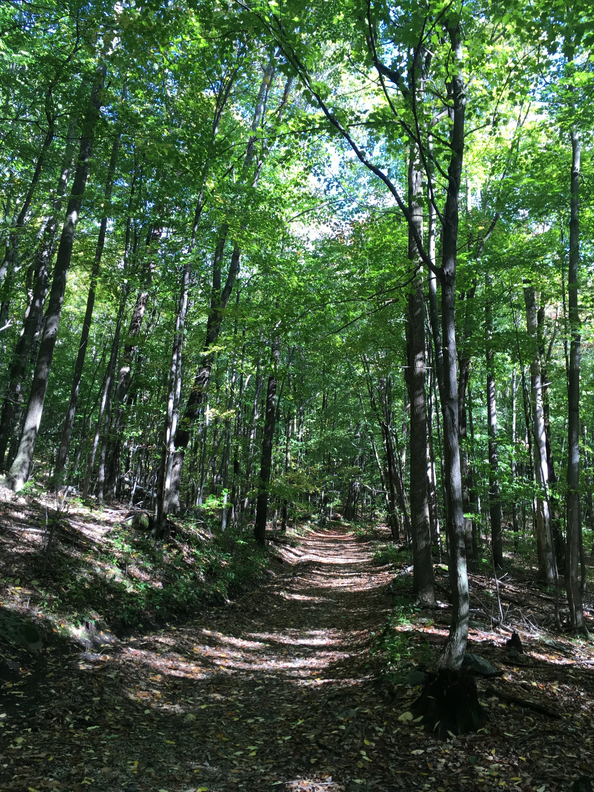 Wild Dharma Gathering 