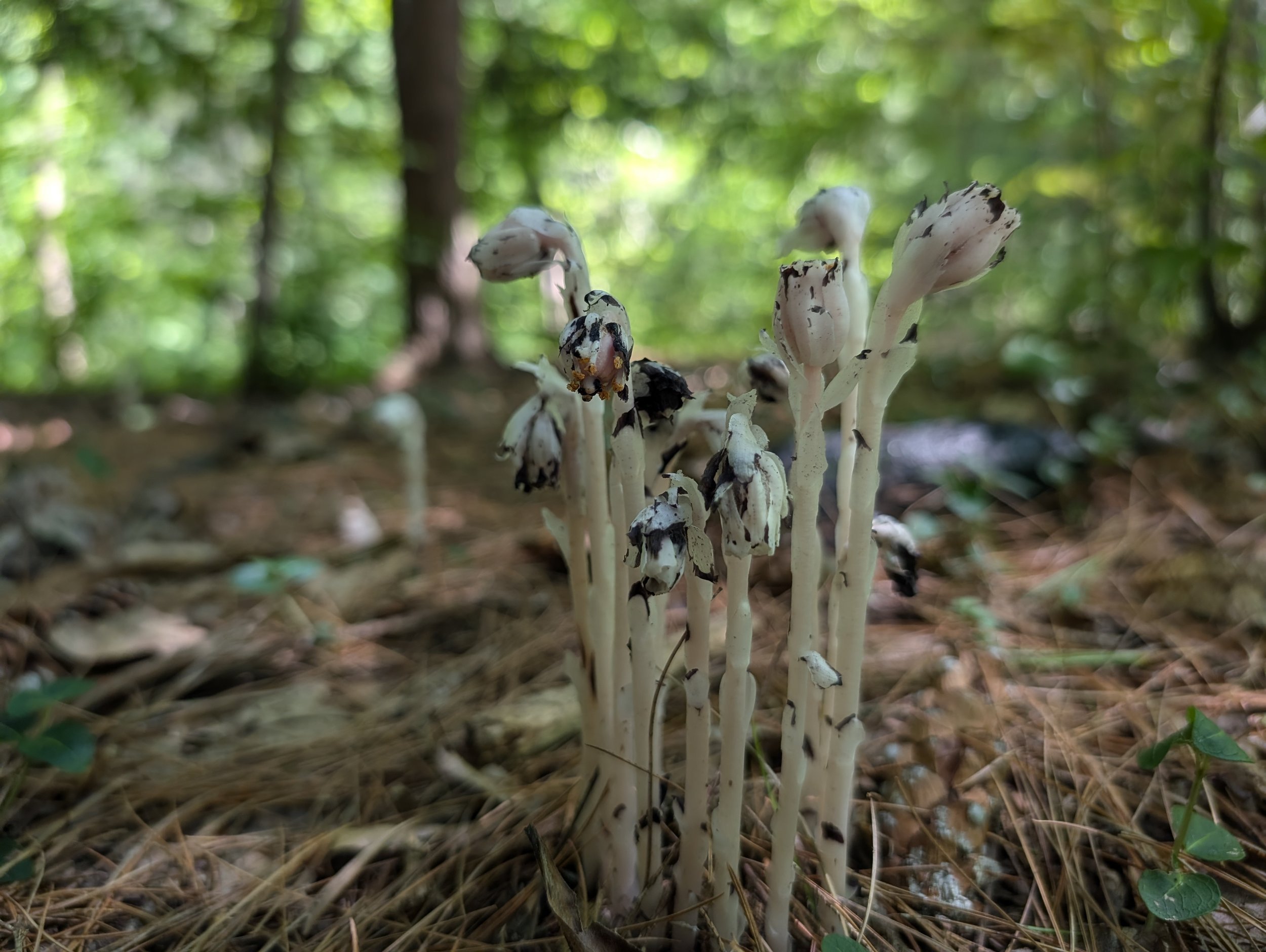 Wild Dharma Gathering