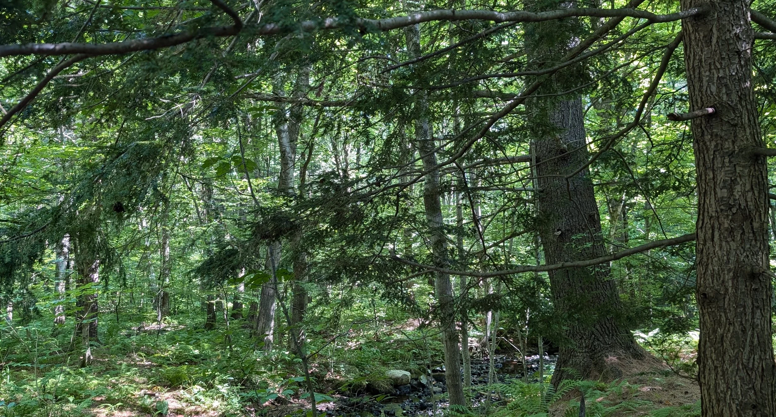 Forest view with hemlock, ferns and green leaves