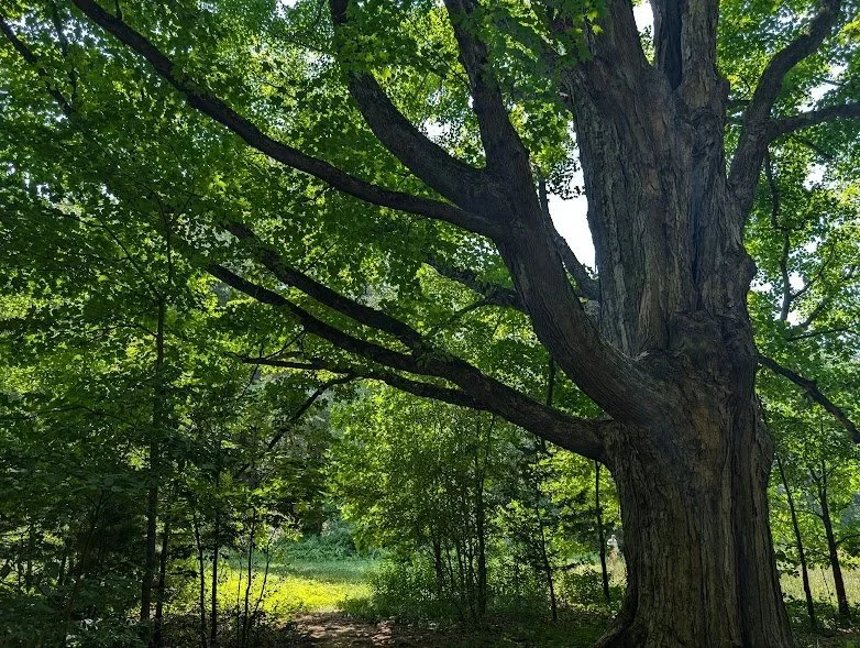 Wild Dharma Gathering