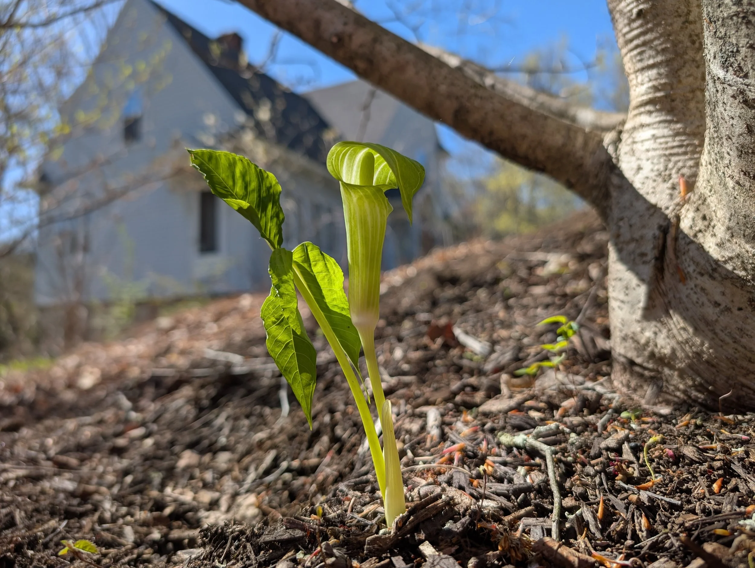 Somatic Therapy in Pioneer Valley.jpg