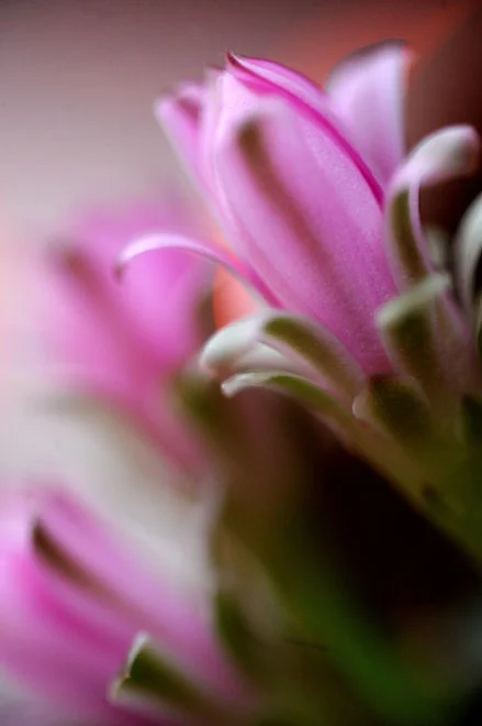 RJL_1006-cactus.jpg