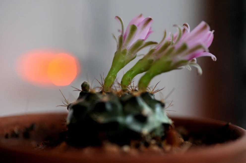 RJL_1029-cactus.jpg