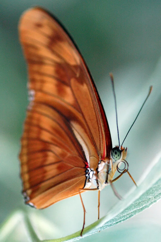 ron lewis/staff 3.18.04 san mateo county times
A butterfly is perched on a leaf Thursday during warm afternoon weather in South San Francisco.