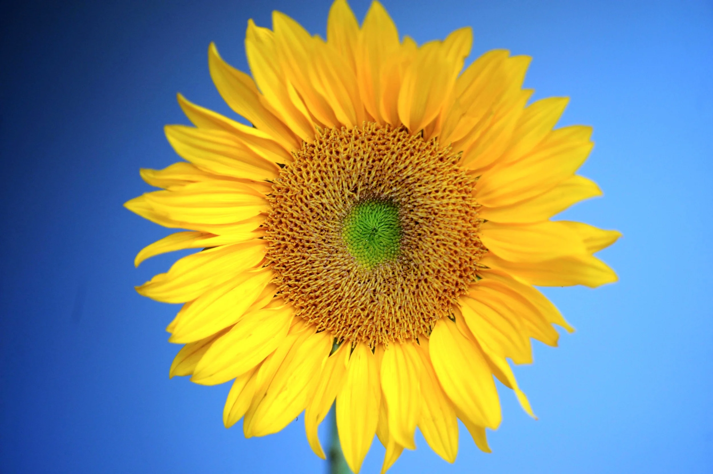RJL_0234-bloomer.jpg