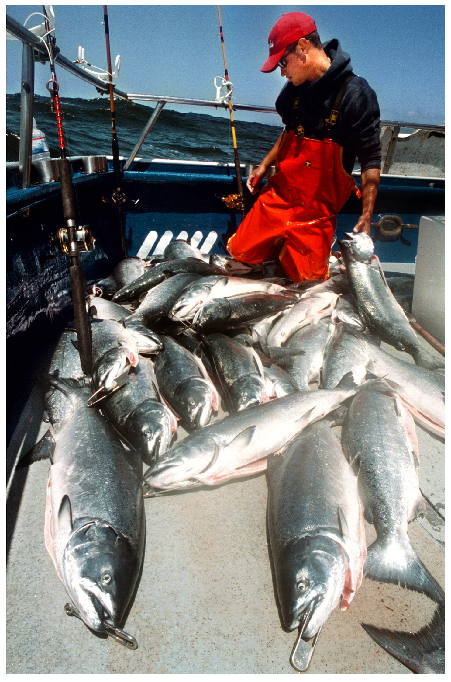 ron lewis/staff 5.14.02 san mateo county times
Twenty-four-year-old deckhand Evan Alcantara cleans up the days catch after reaching the limit of King Salmon during a sportsfishing trip with New Capain Pete's charter from Princeton Harbor Monday.