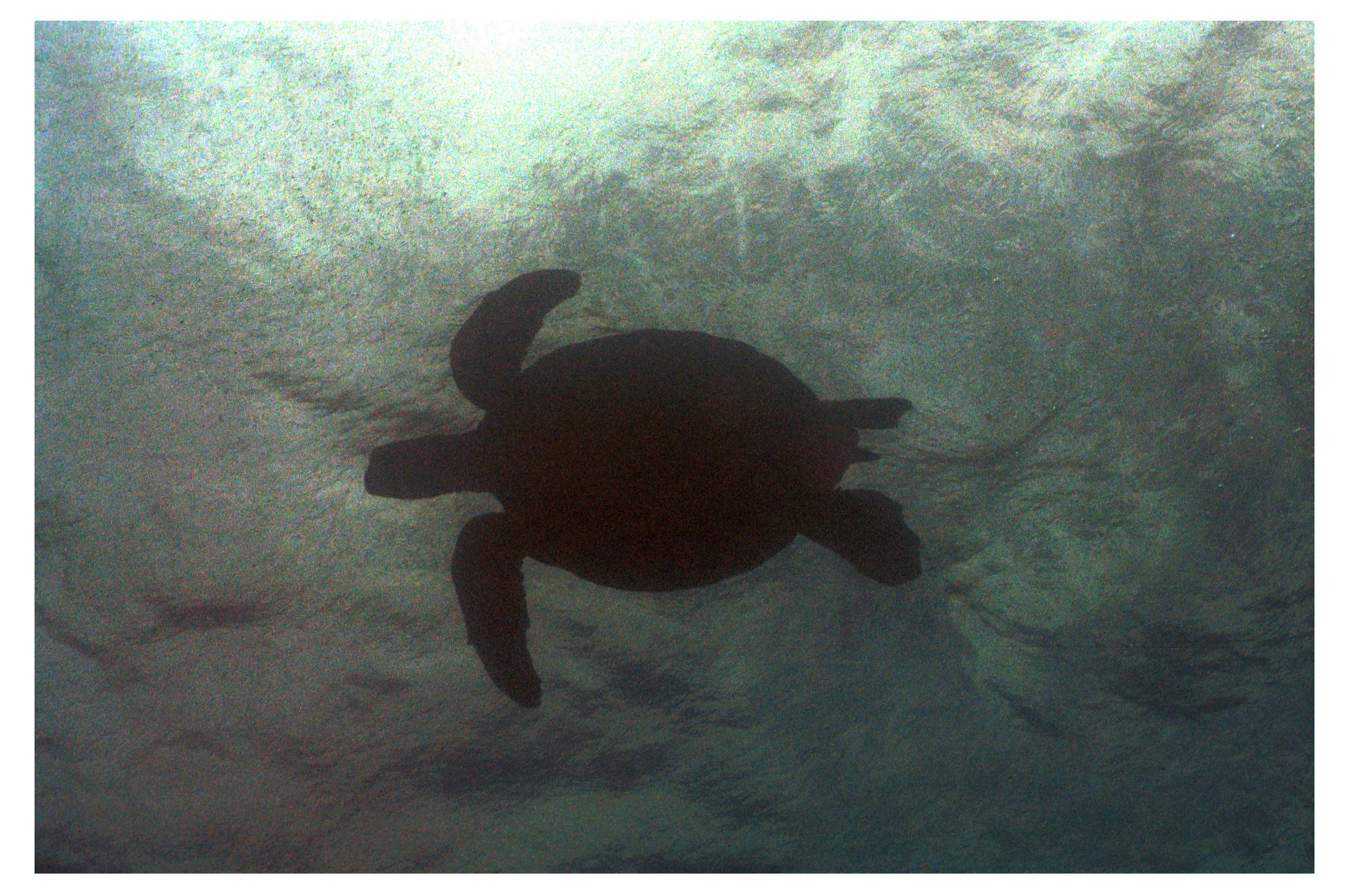 tunnelsbeachturtle.jpg