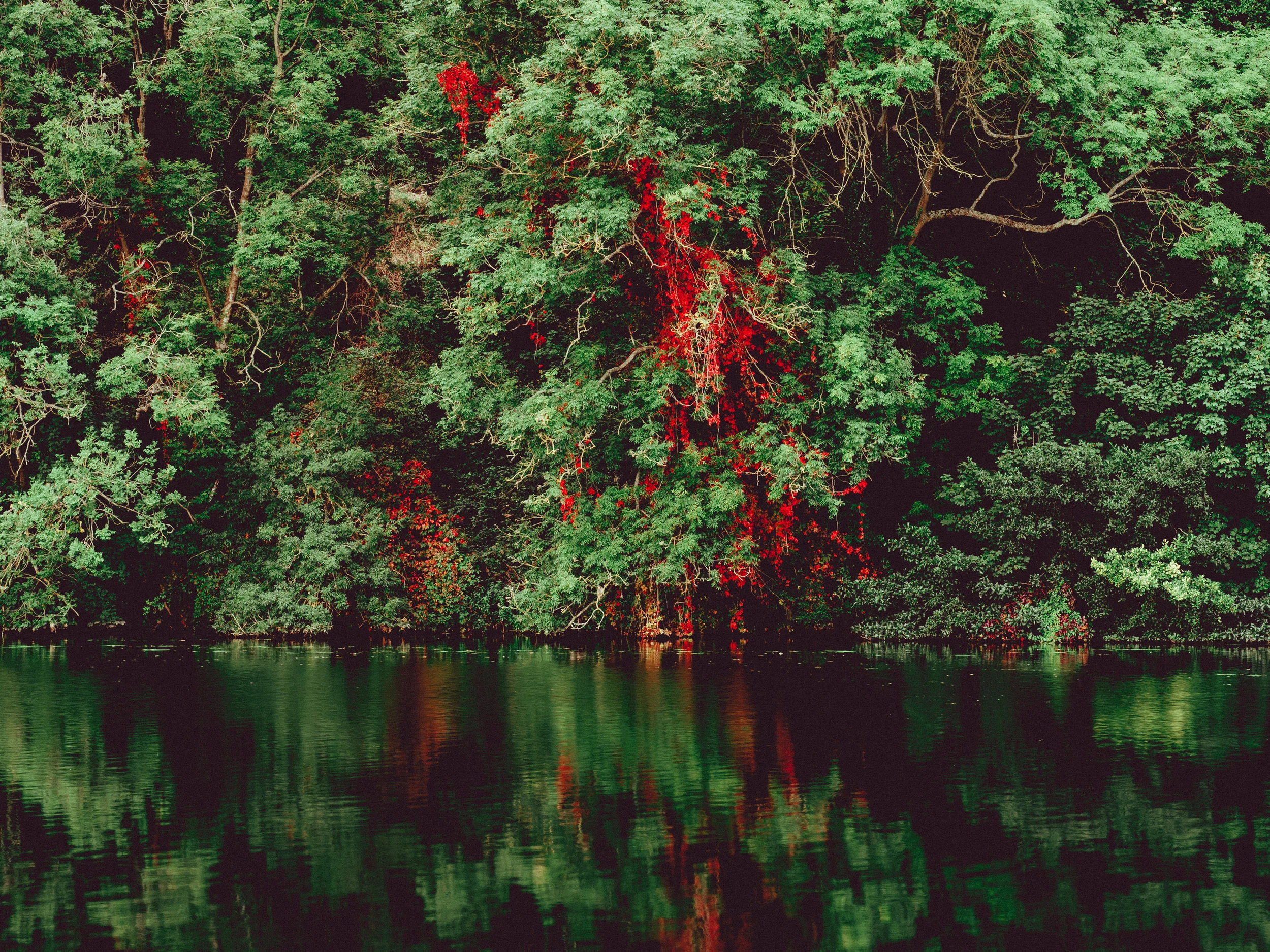 Virginia Creeper