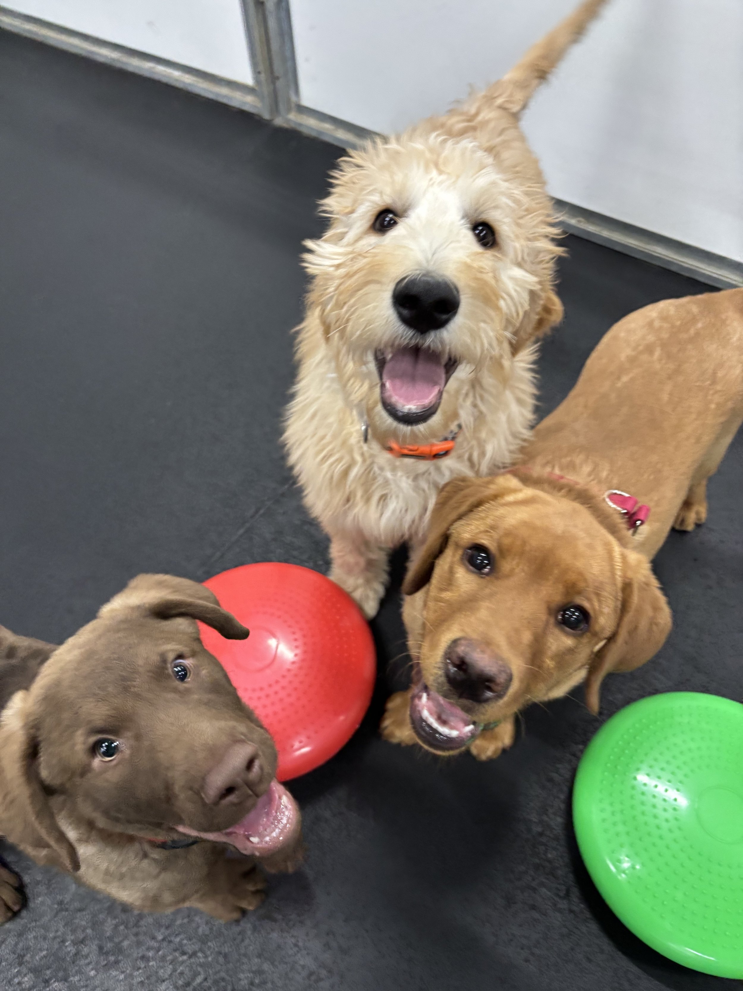 1.28.26 Puppy Basics Class 027.JPG