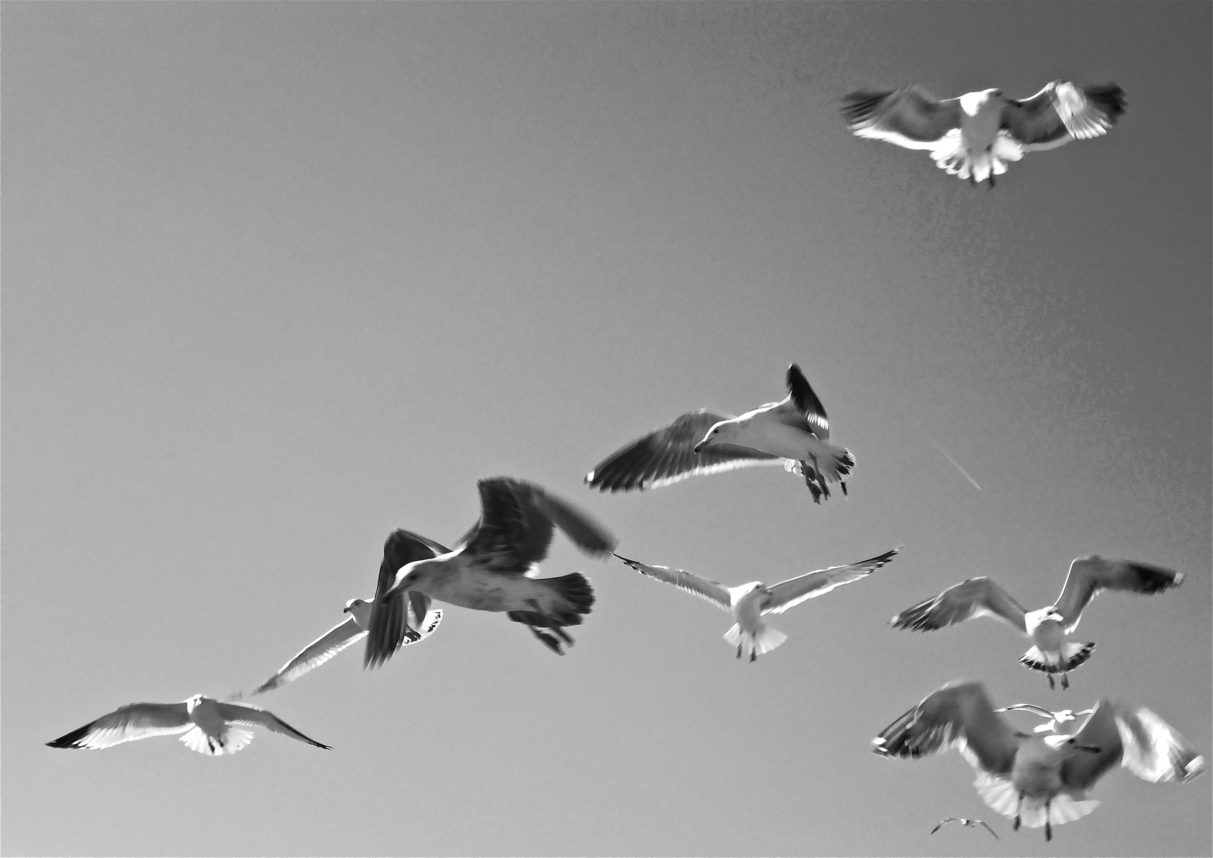 Seagulls-in-Carpinteria-flight.png