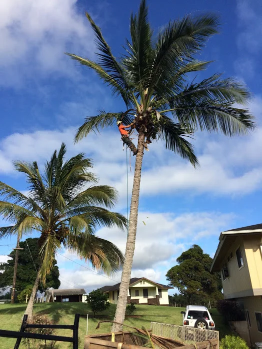 palmtree.jpg