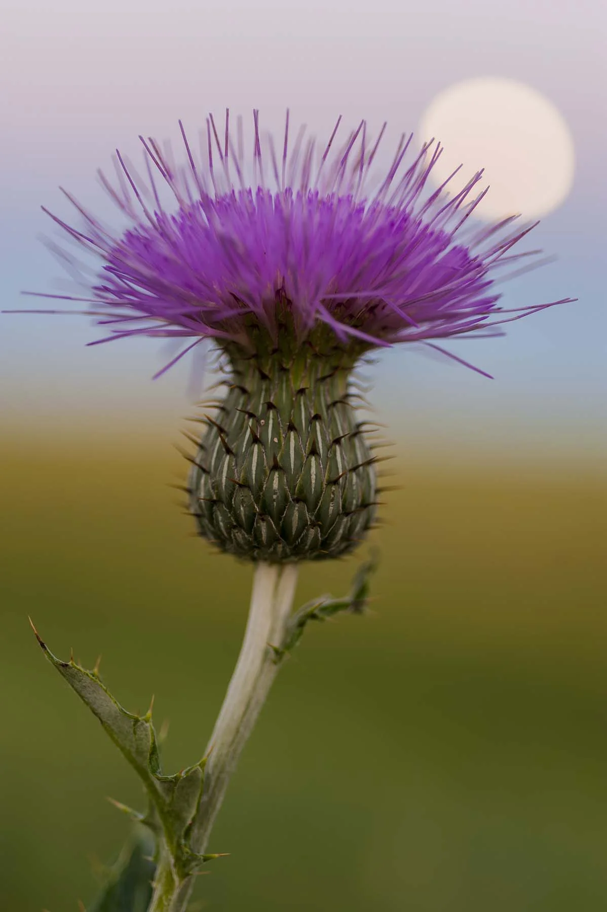 Weed and Pest Board Meeting