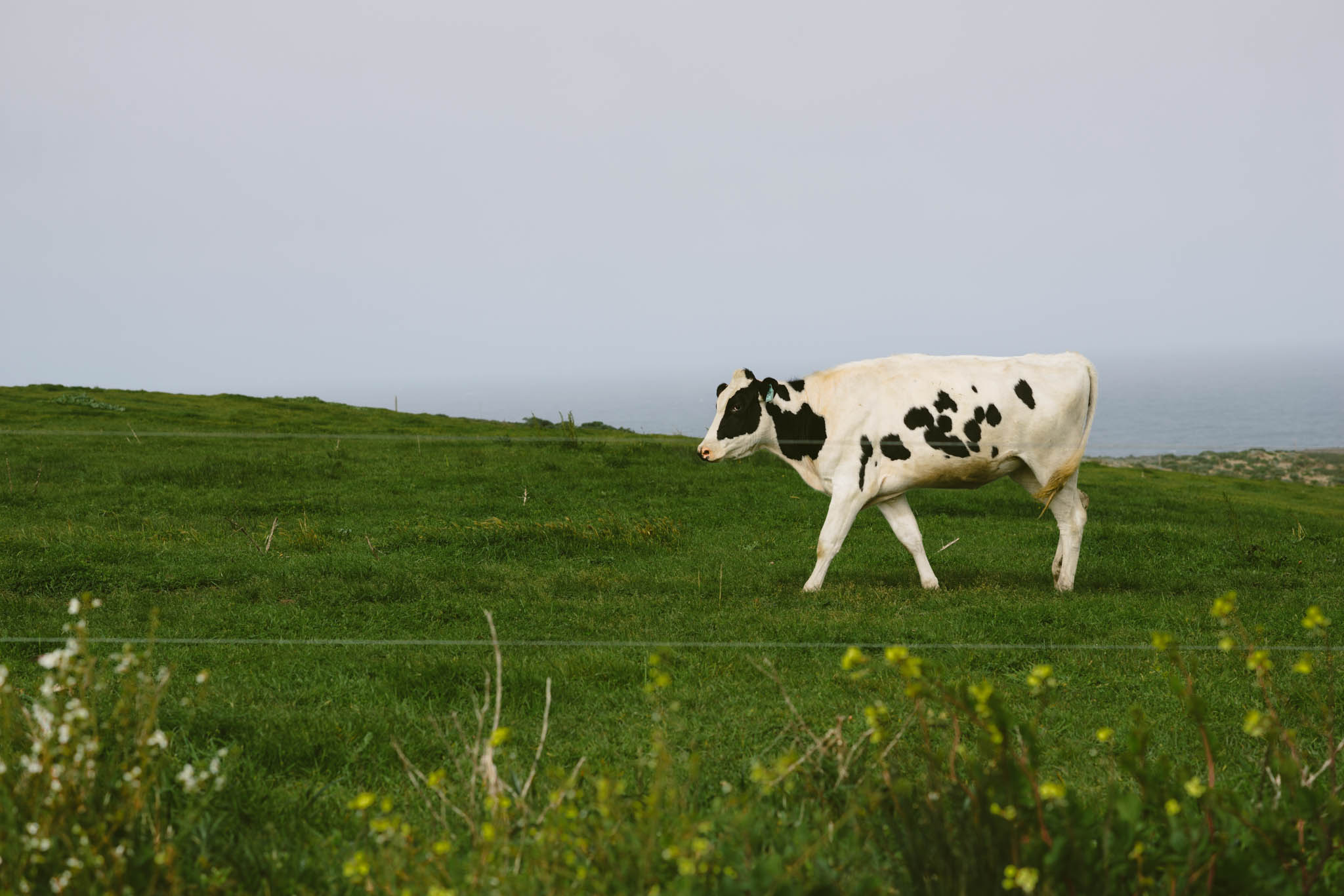 ©The Ryans Photography - Point Reyes, California-27.jpg