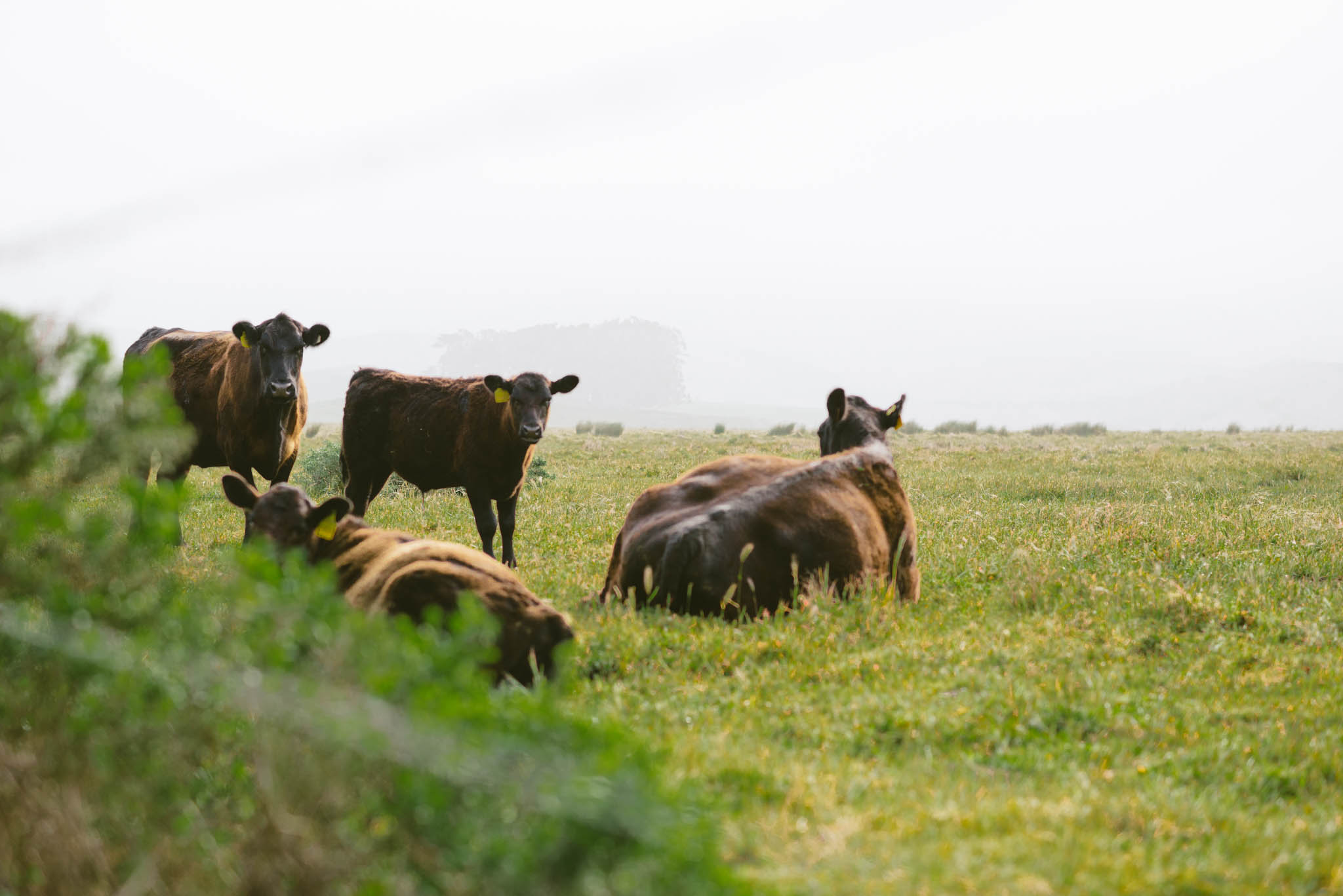 ©The Ryans Photography - Point Reyes, California-29.jpg