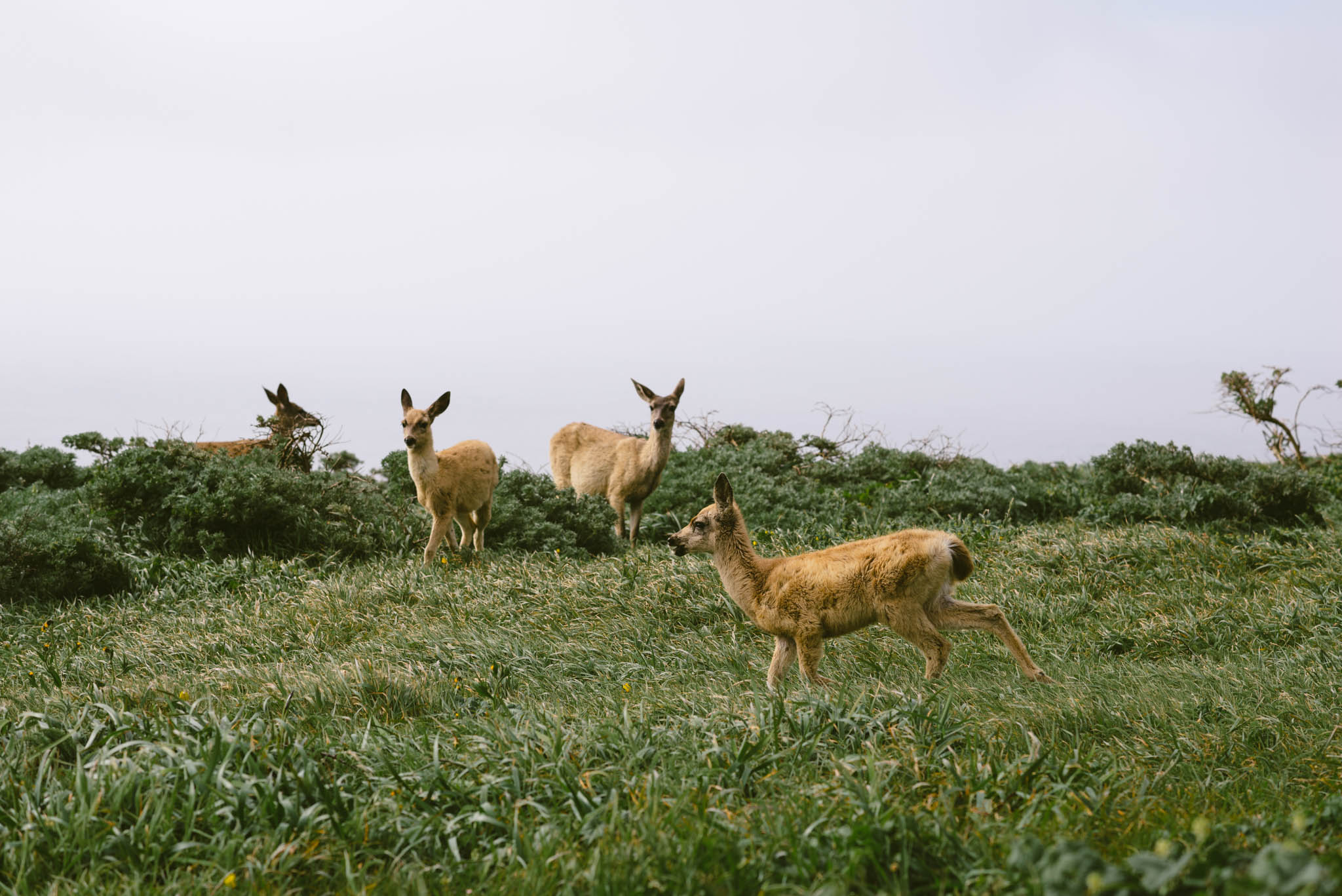 ©The Ryans Photography - Point Reyes, California-32.jpg