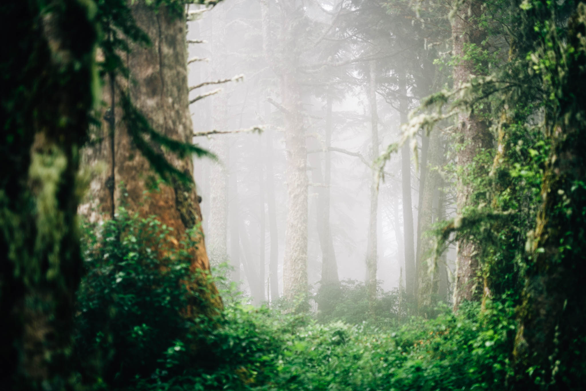 ©The Ryans Photography_Foggy Trails, Oregon-003.jpg