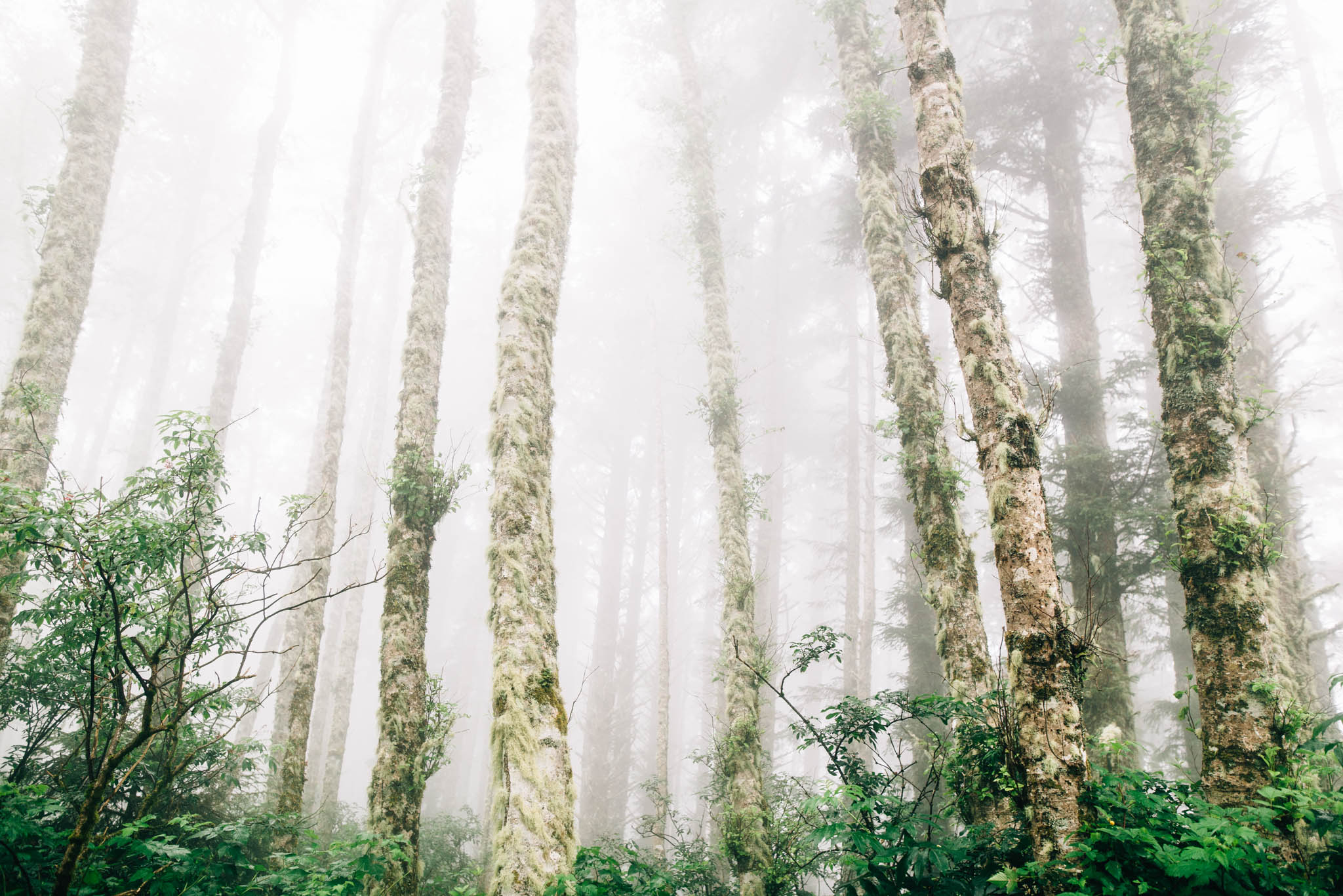 ©The Ryans Photography_Foggy Trails, Oregon-004.jpg