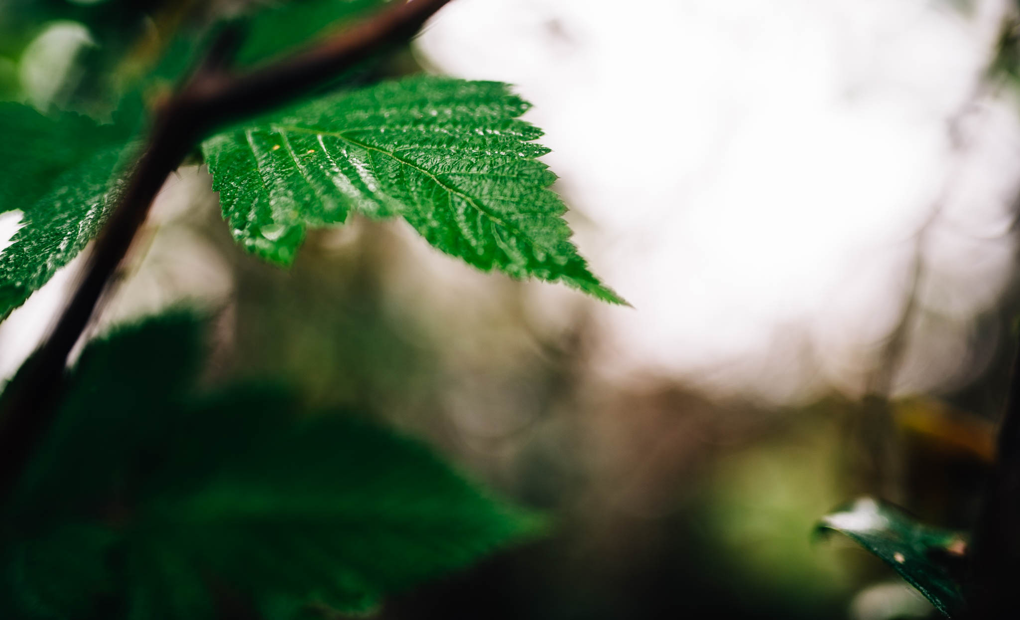 ©The Ryans Photography_Foggy Trails, Oregon-014.jpg