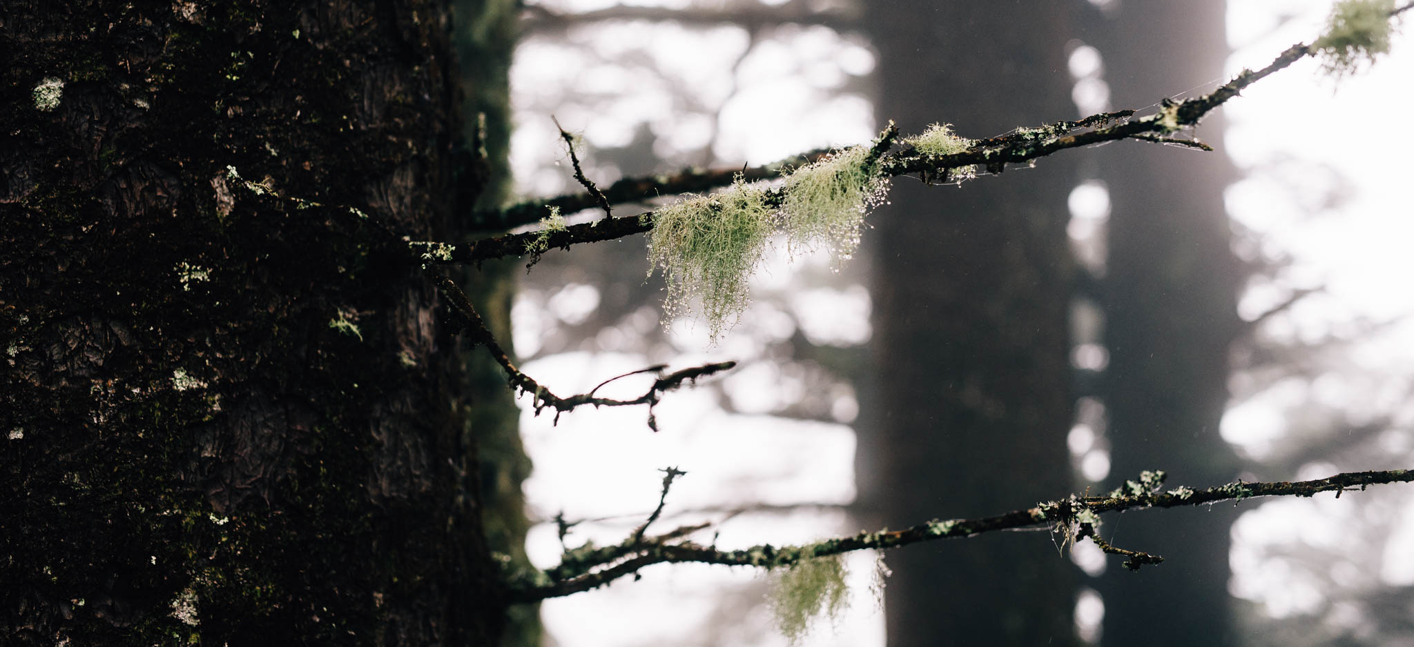 ©The Ryans Photography_Foggy Trails, Oregon-016.jpg