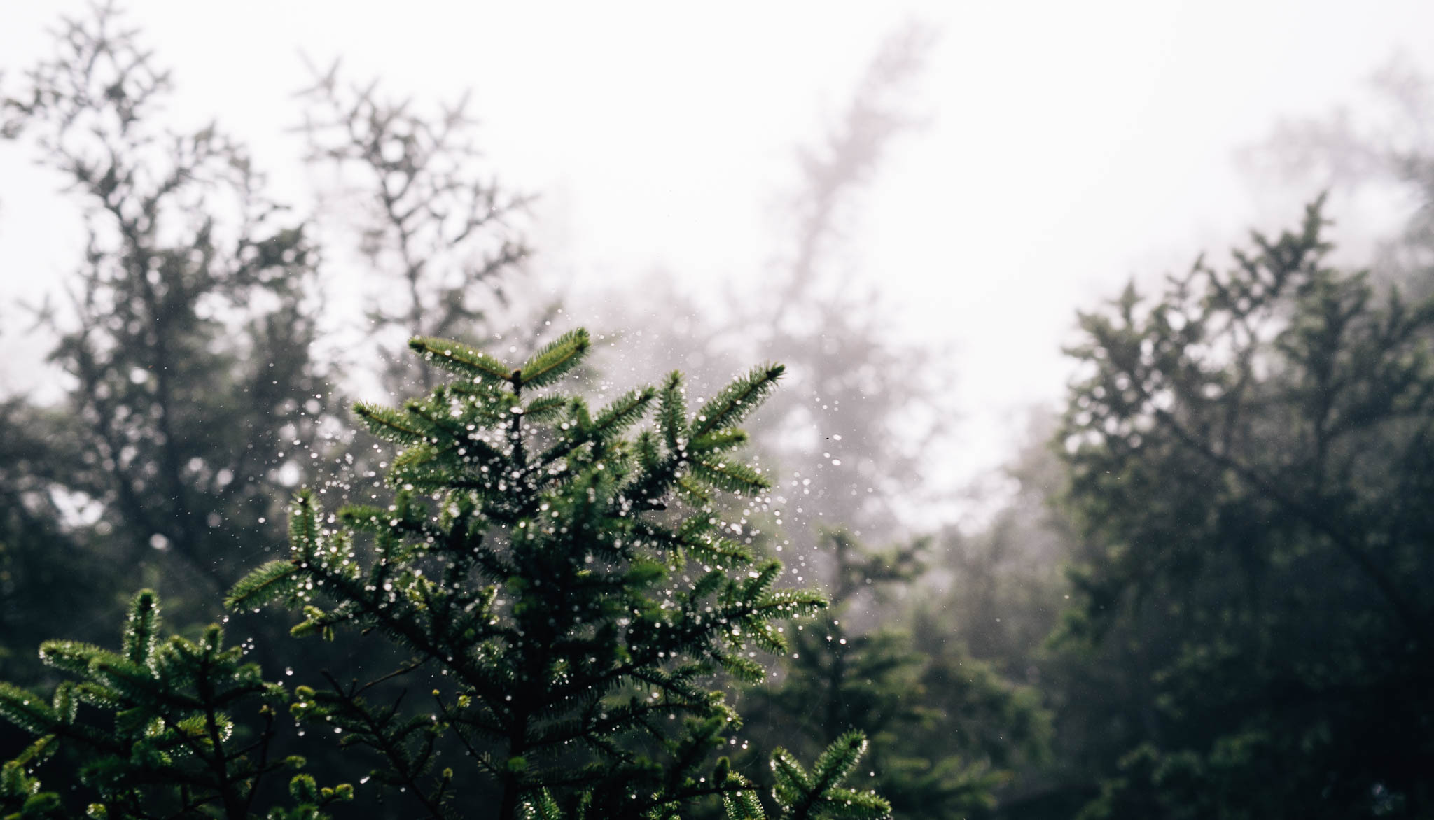 ©The Ryans Photography_Foggy Trails, Oregon-022.jpg