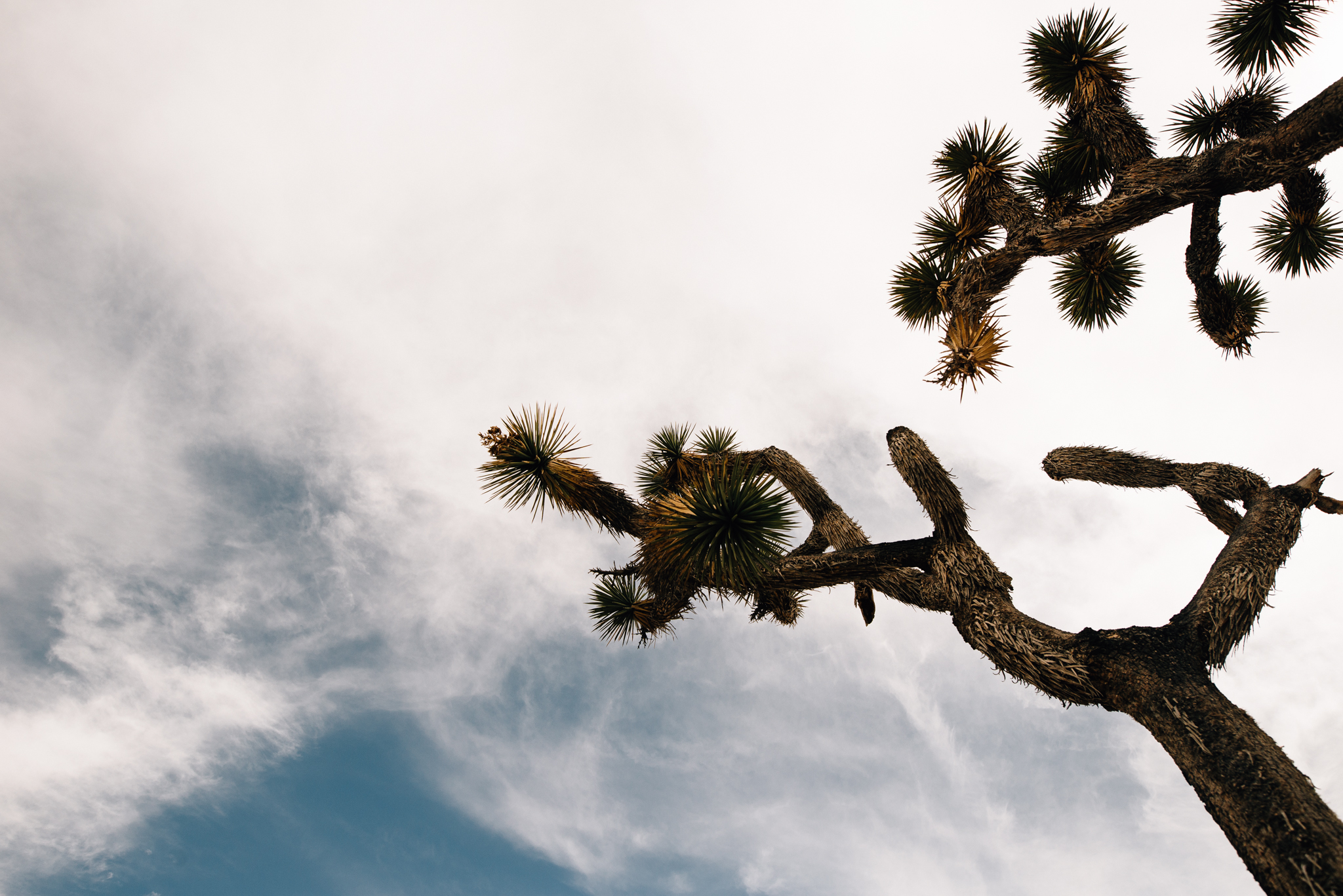 ©The Ryans Photography - Los Angeles Travel - Joshua Tree National Park-009-2.jpg